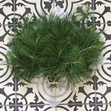 Fresh Clipped White Pine Branches Needle Tea Wild Harvested in Canada SHIPS FREE