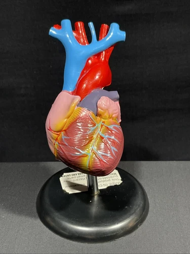 Human Heart Anatomy Medical Anatomical Model Life Size Teaching Student