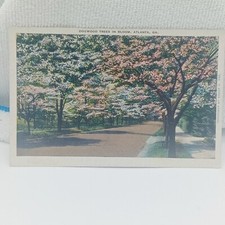Postcard: Dogwood Trees in Bloom Atlanta Geor...