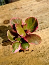 Kalanchoe Fedtschenkoi 'Aurora Borealis' | Variegated pink succulent in pot