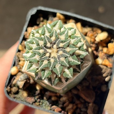 A9-1480 Cactus kotschoubeyanus, VM756,  Santa Ana, Tam, grafted