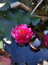 Ninfea piccola Perry's Baby Red 