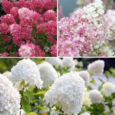 Hydrangea paniculata Collection 3 x 9cm