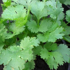 Santo Cilantro/Coriander Seeds | Heirloom / Non-GMO | Free Shipping | 1279