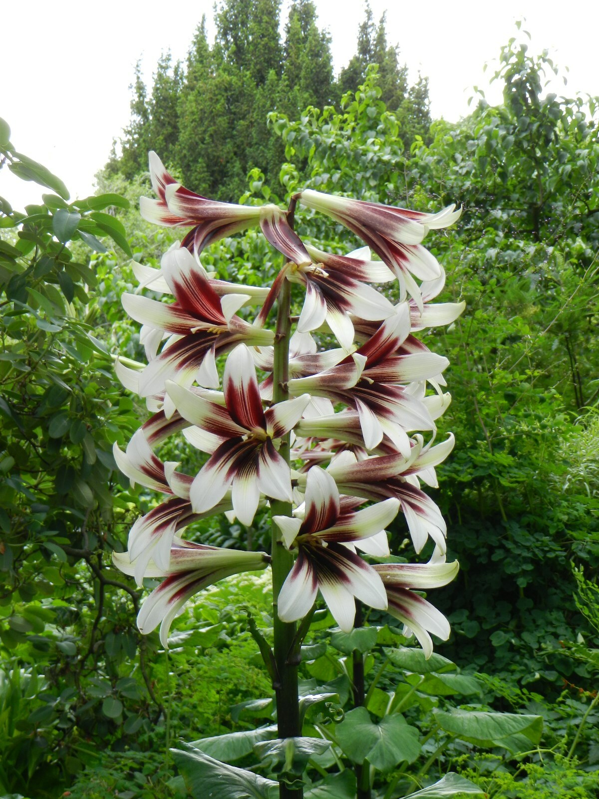 CARDIOCRINUM GIGANTEUM (GIANT HIMALAYAN LILY) SUMMER PERENNIAL BULB