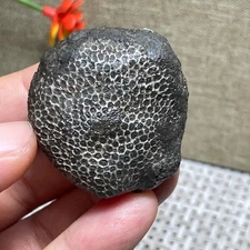 Coral stone black rough rock stones crystal Specimen Stunning 45g AC19