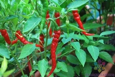 25+ Indian Jwala Finger Hot Pepper Seeds for Garden - USA - FREE SHIPPING!