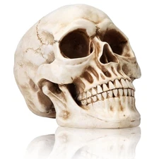 KatchOn, Life Size Human Skull Model 1:1 - Realistic Halloween Human Skull Re...