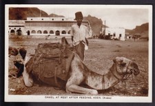 ADEN Camel at rest after feeding c1910/30s? RP PPC