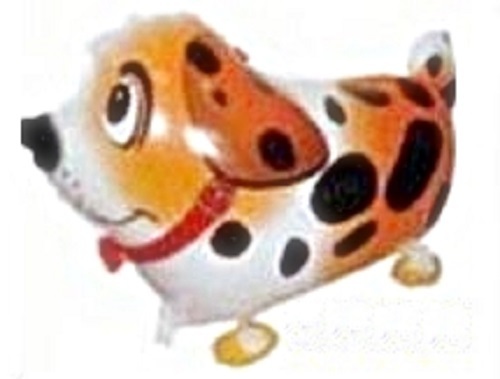 orange dalmatian for sale