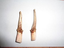 Two muntjac antlers, 8cm overall, 6cm coronet to tip.