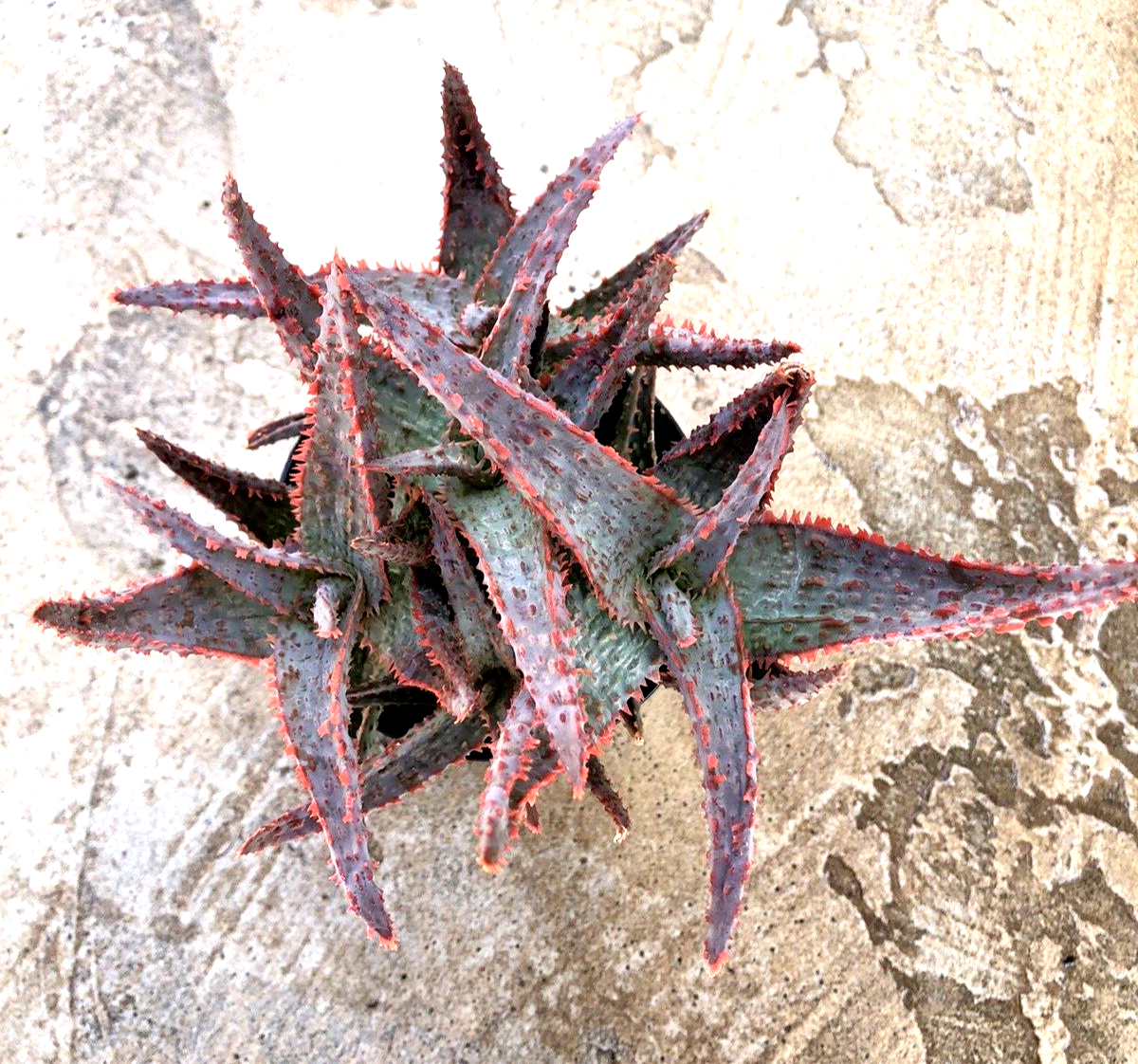 Aloe, 'Purple People Eater', Comes in a 3.5" Pot | eBay