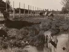 Deer Reserve Julia Davis Park Boise Idaho RPPC Postcard