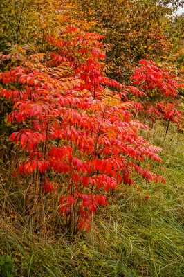 #ad 3000 QTY Winged Sumac Seeds Rhus copallinum – Bulk Pack – Zones 4 9 USA $119.95