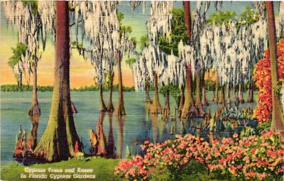 Vintage Postcard- Cypress Trees and Knees, Cypress Gardens, FL Early 1900s