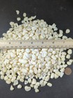 1.5 lb Vintage Polished Shell – Third Generation Nevada Rock Shop Find - Bonsai — photo 4