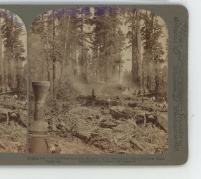 Cutting Down Big Trees Converse Basin CA California Underwood Stereoview