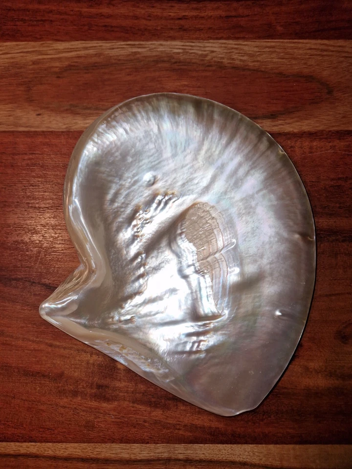 XXL Gold Lip Perlmutt Muschel 200mm lang Pinctada maxima Mother Of Pearl Shell - Bild 4 von 4