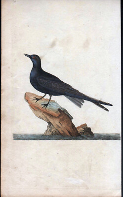 Farblithographie von John Hunt mit Seeschwalbe