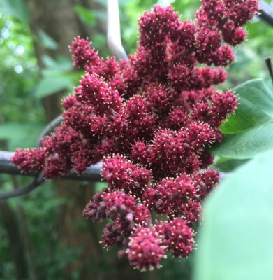 Borneo Traube Ampelocissus martini - 10+ Samen mehrjährige Kletterpflanze Gx 176