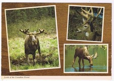 Canada Postcard Deer & Moose Lords Of The Canadian Forest
