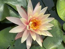 NINFEA CREMA CON VASO RETATO PRONTA DA INSERIRE IN ACQUA  COLORE COME FOTO