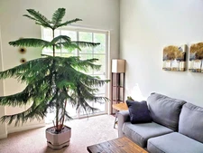 Norfolk Island Pine Seeds, (Araucaria heterophylla) Christmas Tree, Houseplant