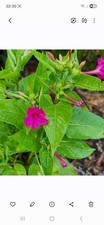 Four o'clock (Mirabilis) Potted Seedling Pink/Green Broadleaf Outdoor 1 Pack