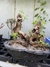 Vitex negundo (A living bonsai will sprout new buds when placed indoors)
