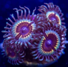 2 Polyps Sonic Flare Zoanthid Live Coral Frag Reef Tank Paly