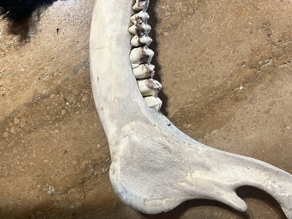 Mandíbula de ciervo real con dientes y adorno occidental decoración de cuentas de plumas Foto 3 de 4