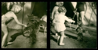 2x Girl Gives Dachshund Snack 1965 - Teckel Dachshund - Negative + Photo 5x5cm