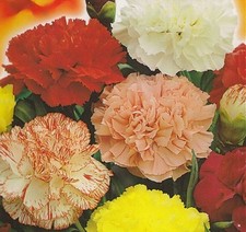 FLOWER CARNATION CHABAUD MIXED 700 FINEST SEEDS