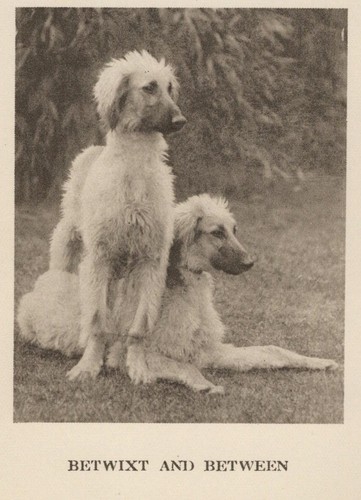 Afghan Hound Duo "P" - CUSTOM MATTED 5 x 7 - 1931 Vintage Dog "Photo" Print