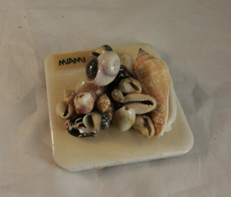 Vintage Miami Shells Frig Magnet