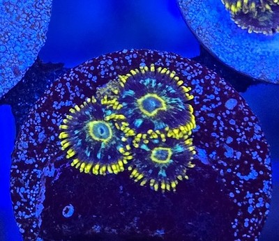 Luminis Zoa 3Polyp frag- Zoanthids Paly Zoa SPS LPS Coral WYSIWYG