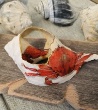 meet Mr. Crab 🦀 decoupage nautical whelk conch seashell