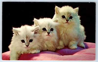 Vintage Postcard Lap Of Luxury Three White Kittens Cats Pink Cushion