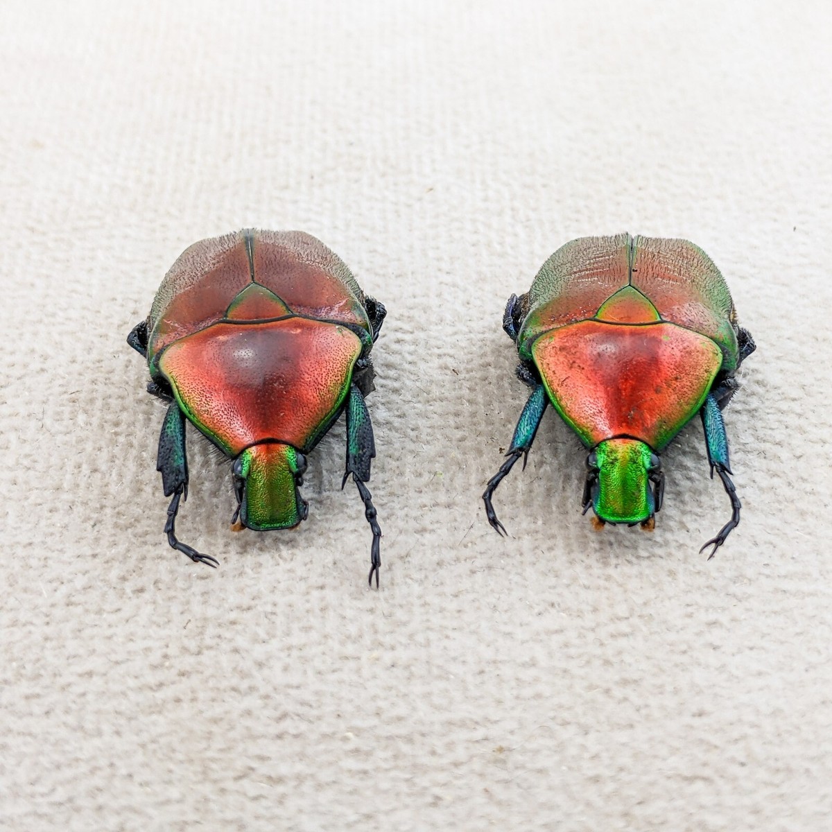 Flaming RED Flower Beetle two 2 Specimens colorful curiosity