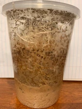 Flightless Fruit Fly Culture (Drosophila Hydei)