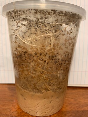 Flightless Fruit Fly Culture (Drosophila Hydei)