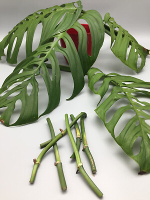 Monstera Esqueleto Wetstick Stecklinge | eBay.de