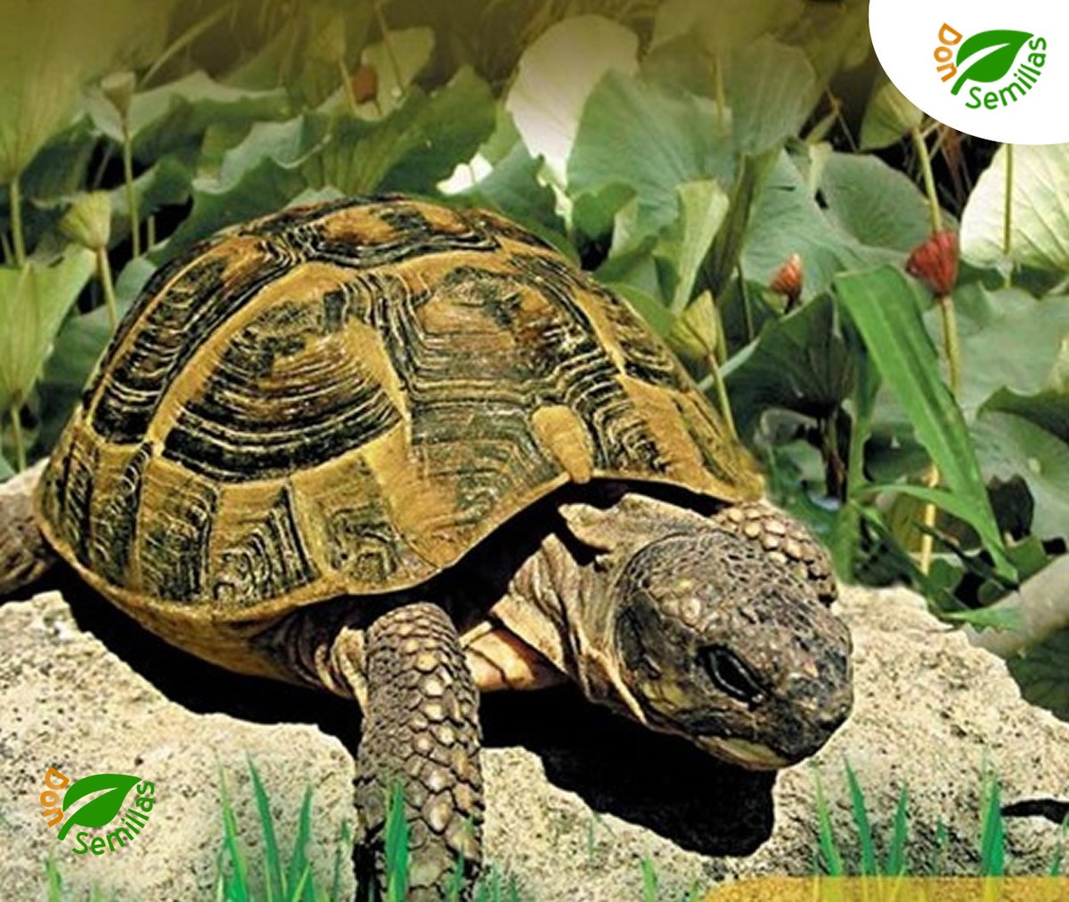 Linsor Mezcla De Hierbas Para Tortugas, 50 G Para 17-50 M², Combinación De Hierbas Silvestres Y Semillas Para Alimentación De Tortugas Terrestres