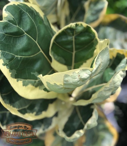 Ficus Lyrata Variegated Free Phytosanitary - Picture 2 of 4