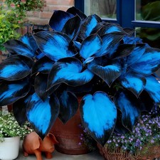 Mixrug Hosta Seeds for Planting, 200 pcs Rare Perennial Flower Mix