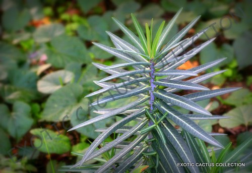 Euphorbia Iharanae Color Madagacar Rare Bonai Blue Cacti 10 eed