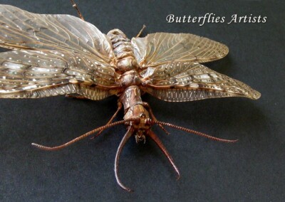 Dobson Fly Corydalus Texanus XL Monster Insect Real Framed Entomology Shadowbox