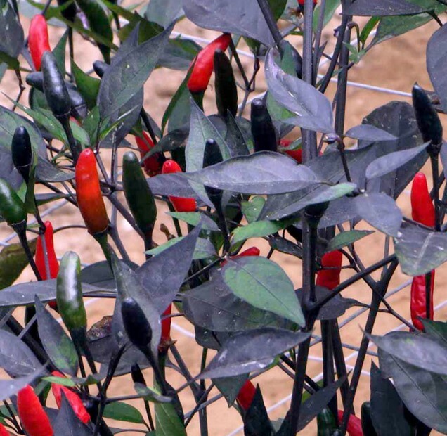 100 PCS Hot Chili Pepper Vegetable Seeds Basket of Fire