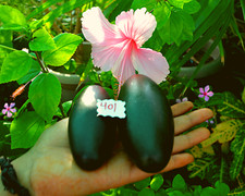 La piedra Shiva Lingam es una piedra sagrada en el hindú Narmadeshwar pujan 2 piezas -401