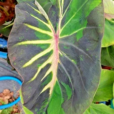 Colocasia Bulb Stardust New Hybrid Tuber (Includes All Import Duties And Taxes)
